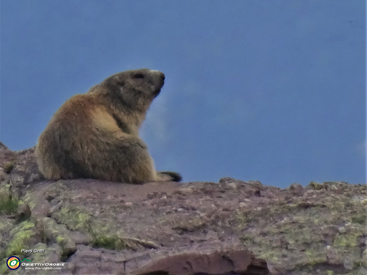 71 Marmotta in osservazione.JPG